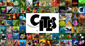 cites collage