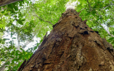 Pernambuco Update 7/27/22