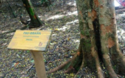 Pernambuco Update: CITES | International threat to bow making