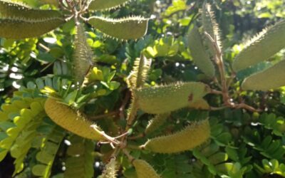 Pernambuco Update