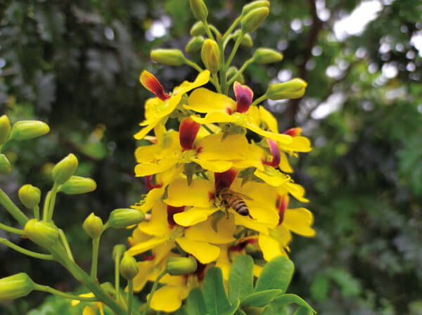 Breaking Pernambuco Updates