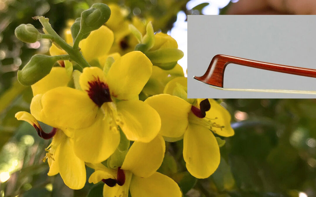 Conserving Pernambuco, Supporting Music | Symphony